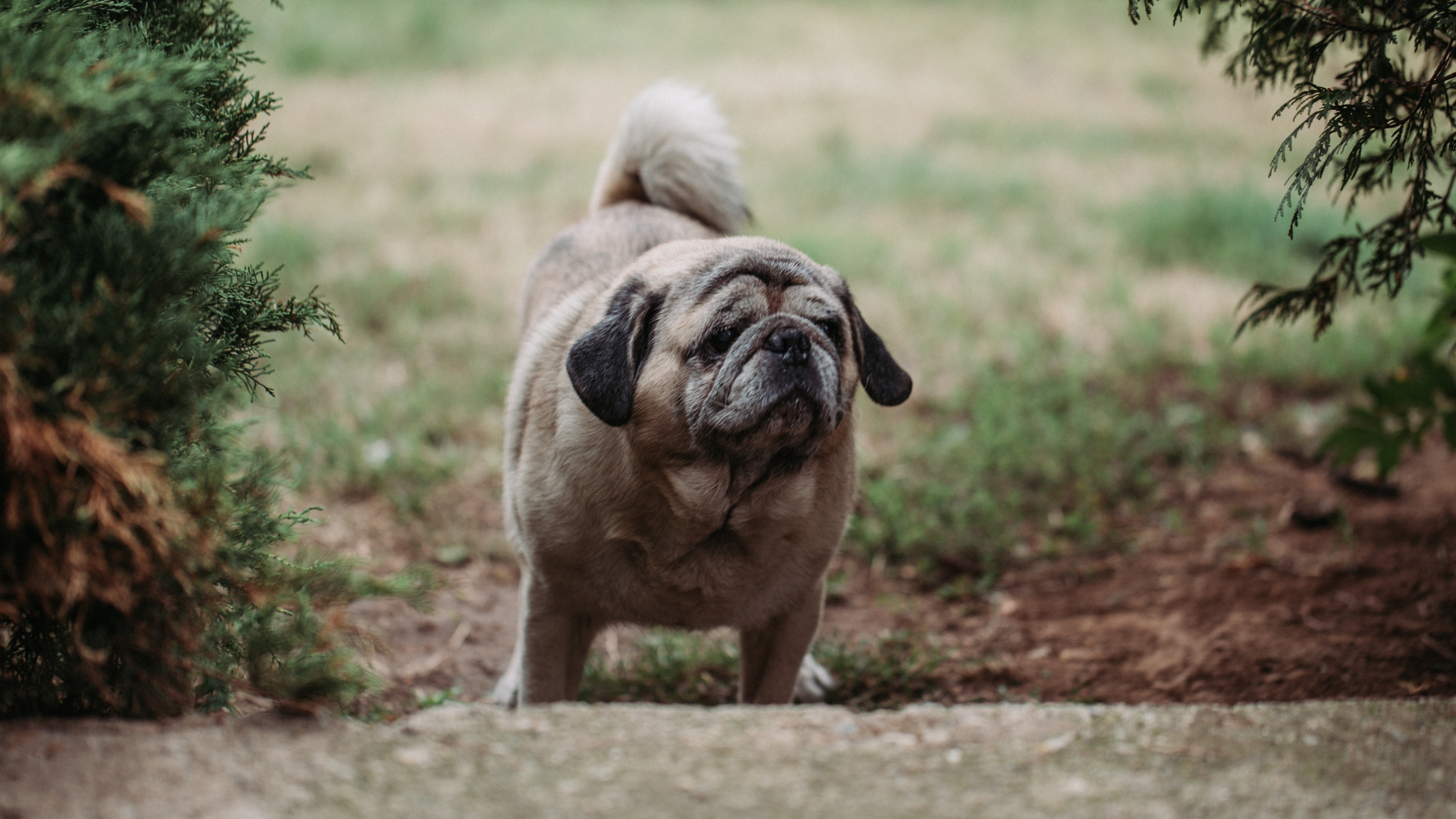 pugs grow old