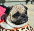 The Prettiest Pug