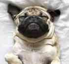 Monday Pug