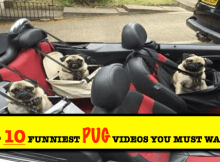 Top 10 Funniest Pug Videos