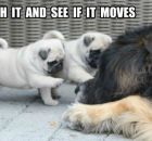 Touch it and see if it move