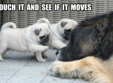 Touch it and see if it move