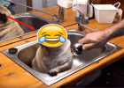 pugs shower