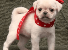 Albino Pug