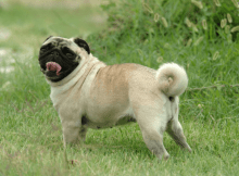 pug with curly tail