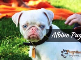 albino pugs