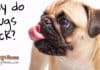 why does pug lick?
