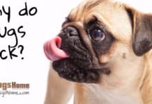 why does pug lick?