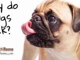 why does pug lick?