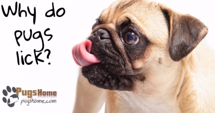 pug lick why does pug lick?