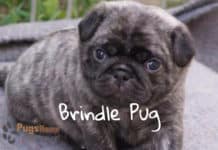 brindle pug puppies