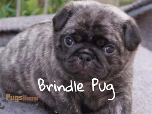 brindle pug puppies