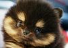 Pomeranian mixes pug