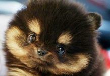 Pomeranian mixes pug