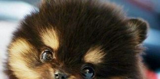Pomeranian mixes pug