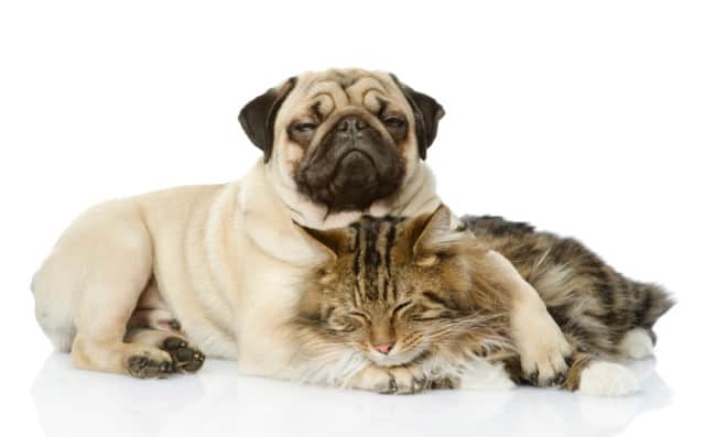 They love your cats