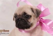 gift pug