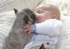 pug loves baby