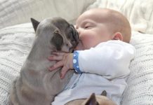pug loves baby