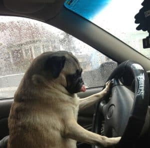 They can be a good driver