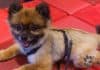 pug mix