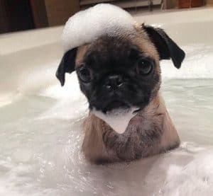 They love shower