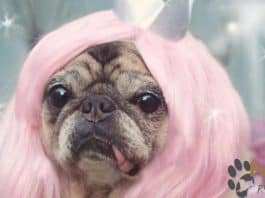 annoyed pug