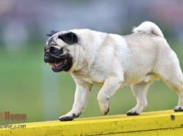 balancing pug