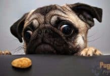 cannot reach pug