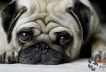 comfy pug