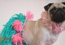 costume pug