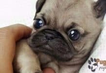 cuddling baby pug