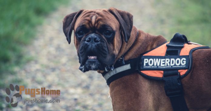 pug boxer mix