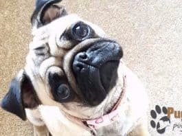 pug puppies for sale in florida