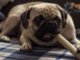 pug for sale new jersey