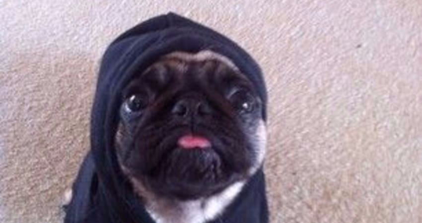 pug in hoodie