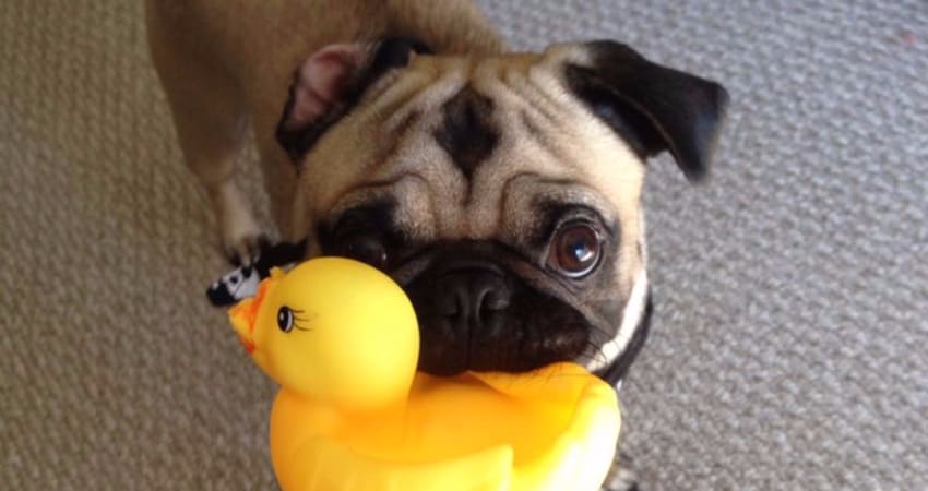 pug playing with toy