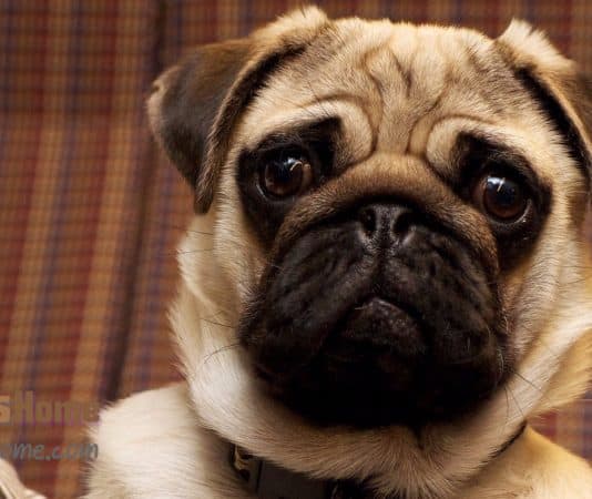 pug puppies for sale in ny