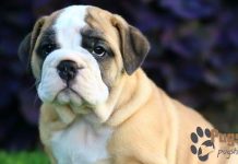 Bulldog Pug Mix