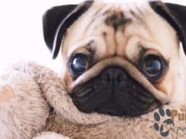 Pug Puppies For Sale In Colorado Pug Puppies For Sale In Colorado