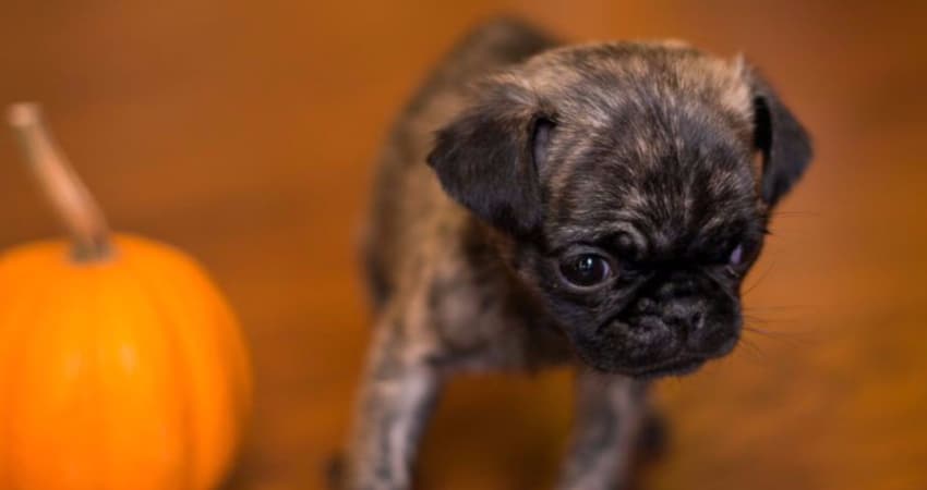 newborn pug black brown