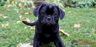 Pitbull Pug Mix pitbull pug mix