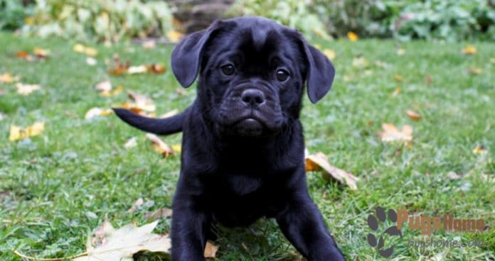 pitbull pug mix