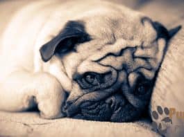 Pug Puppies For Sale in Michigan pug puppies for sale - Michigan