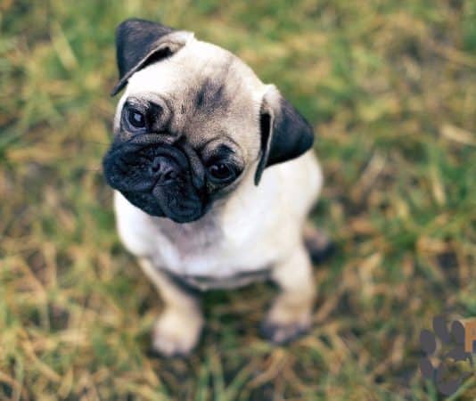 Pug Puppies for Sale in Kansas for Passionate Pet Lovers pug puppies for sale in kansas (1)