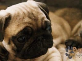 Pug Puppies For Sale In Seattle pug puppies for sale in seattle
