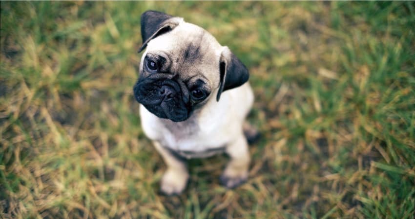 curious pug