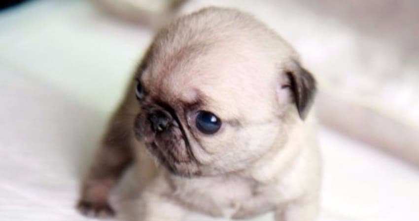 cute puppy 