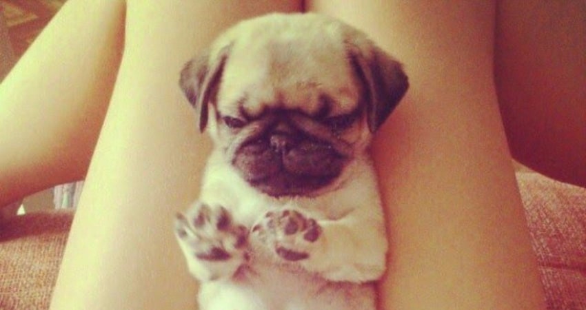 newborn pug