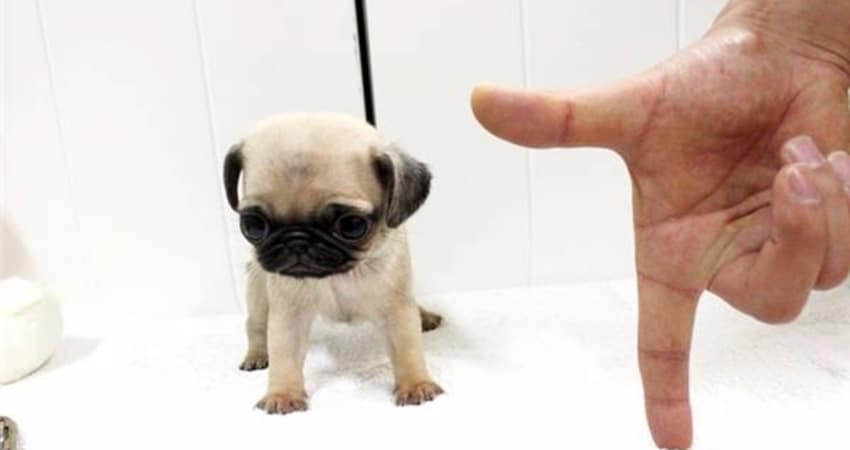 small puppy